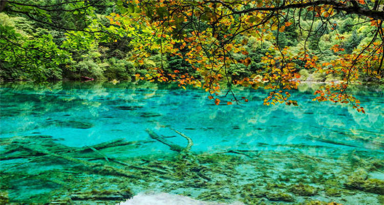 九寨沟+黄龙动车团2日游（四钻酒钻+2-8人精品团）2-Day Jiuzhaigou Valley Scenic and Historic Interest Area + Huanglong High-Speed Train Tour (Four-Diamond Wine Diamond + 2-8 Person Boutique Tour)